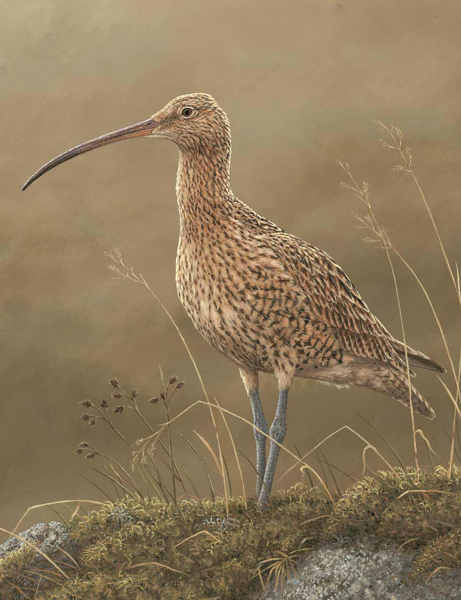 Happy World Curlew Day 🎨🖌
#curlews #WorldCurlewDay #wildlifeart