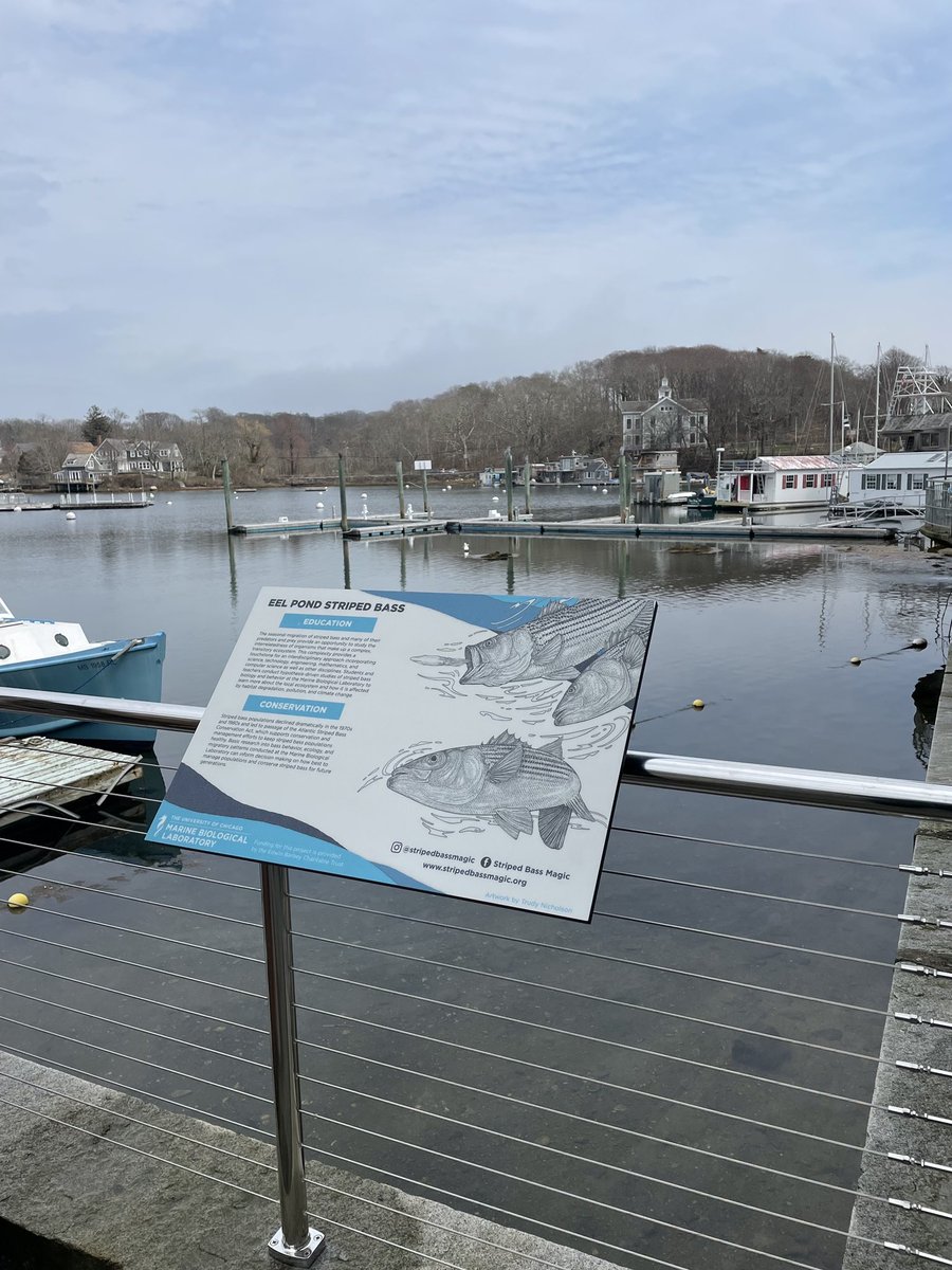 TenjiInc's tweet photo. It might still be a little chilly out, but Team Tenji is always looking for signs of spring - and we found two! 🌱

Tenji created these signs describing the importance of striped bass for the local ecology of Woods Hole for the Marine Biological Laboratory. @MBLScience https://t.co/5JRYVDWe1V