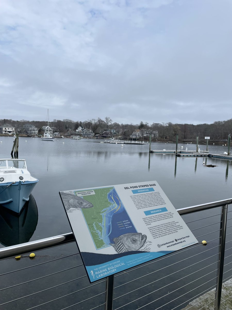 TenjiInc's tweet photo. Although the signs were created last year, the installation needed to wait until it was warm enough outside. We loved getting a chance to incorporate beautiful artwork by Trudy Nicholson and a custom map from @RhumblineMaps into the design.

#WoodsHole #MBL #EelPond #StripedBass https://t.co/rhKLXQuohz