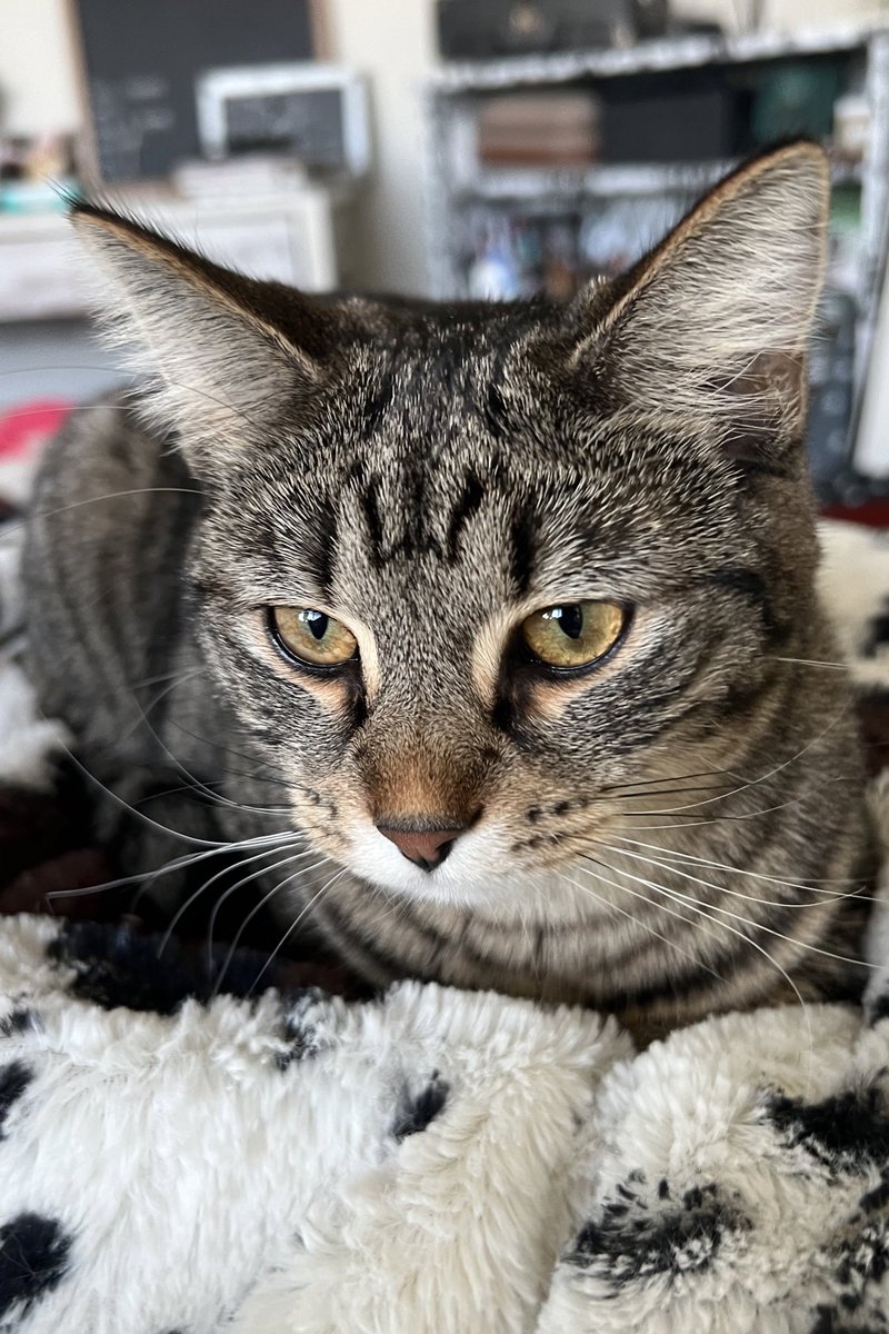 annalee__marie's tweet photo. My cat’s head has an outline of a cat’s head in her fur pattern. https://t.co/VqpNnl3fUg
