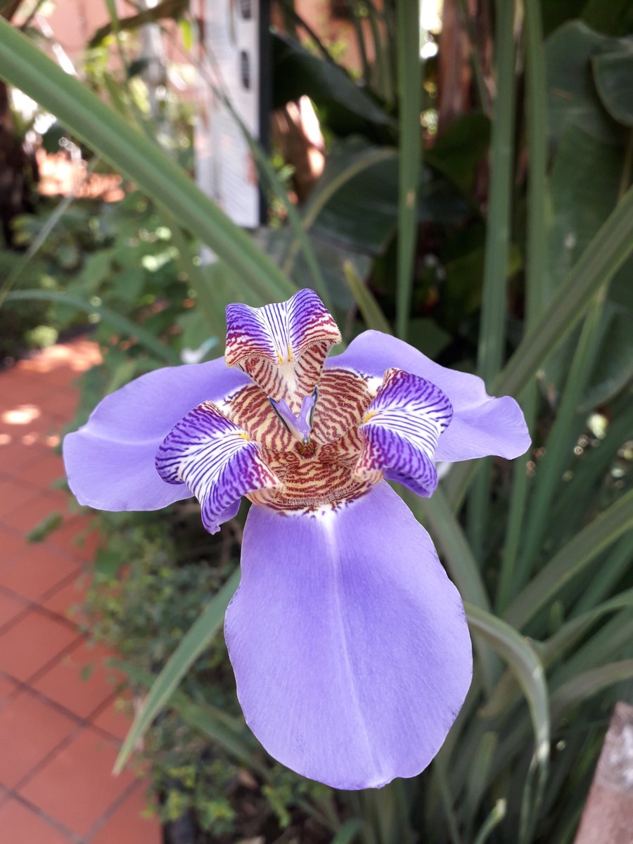 LisaLang2010's tweet image. Walking Iris @BhamBotanicalGd