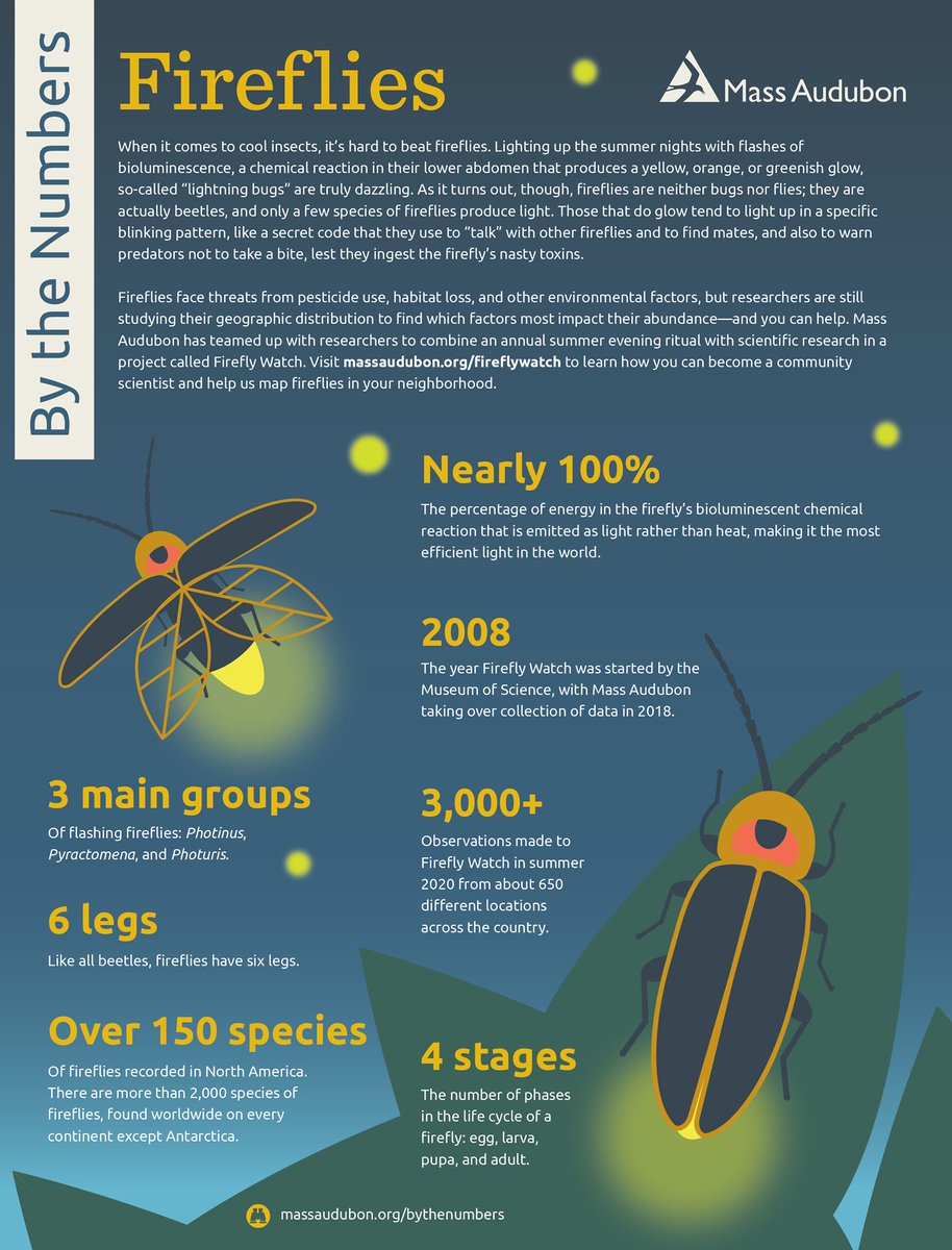 UNBiodiversity's tweet photo. "Did you know that fireflies are not flies, but actually beetles? 

Check out this stunning infographic to learn more about these mesmerizing creatures and how we can protect their habitats! Let's keep the magic of fireflies alive for future generations. 🐞✨

by Mass Audubon https://t.co/1oKGMVb6Jt