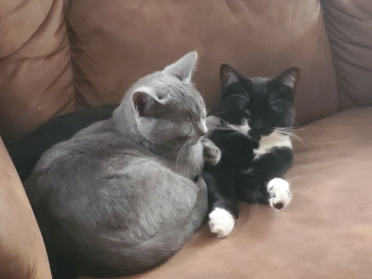 I still need to post more stuff but haven't been motivated to make anything worthy.... on a side note here's a picture of my 2 mostly grown up kittens.