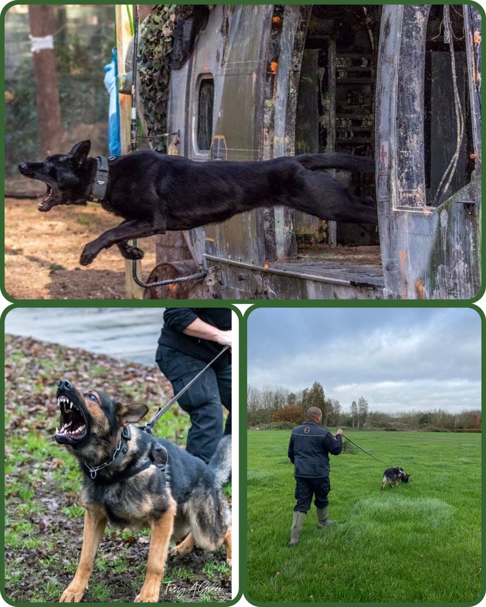 WMPDogs's tweet image. This week, we hosted the Regional Police Dog Trials, with @WMPolice dogs competing for the first time in many years. Police Dogs Stark, Chase &amp;amp; Dredd all performed well with invitations to compete at the National @PoliceDogTrials in May #policedogs