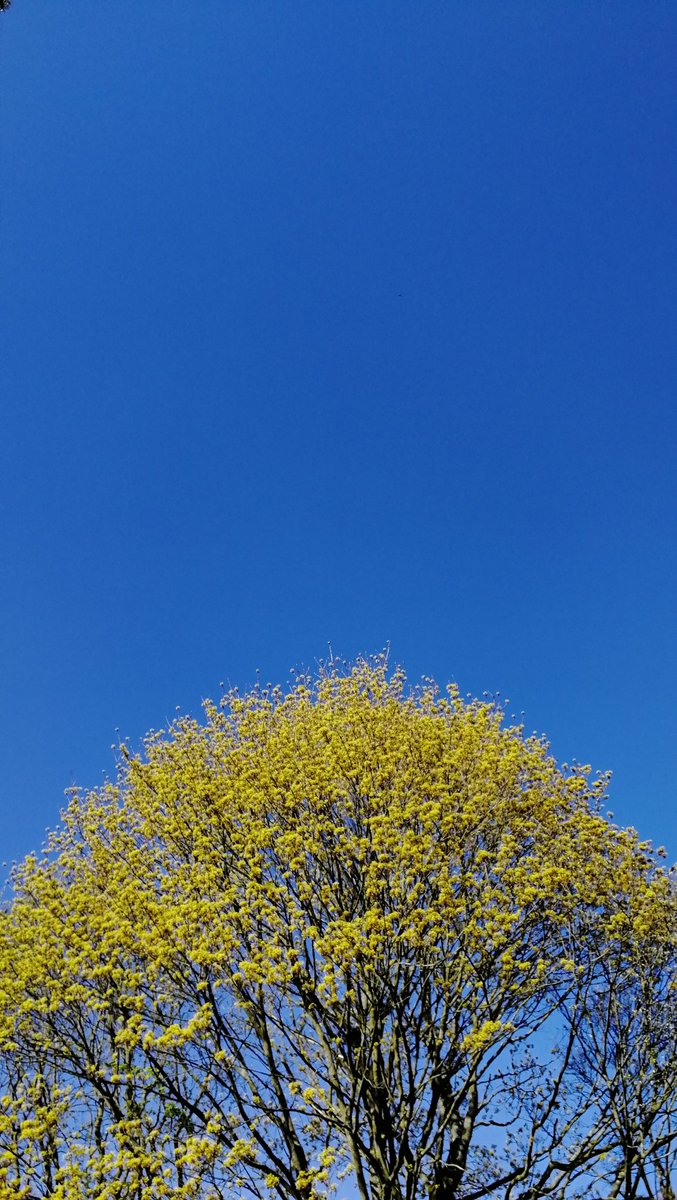 y_isami's tweet photo. Finally... #nofilter #photooftheday #aprilsky https://t.co/T00vMdF7EY