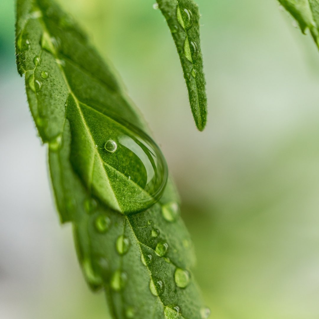 Today we celebrate the incredible benefits of hemp a versatile plant that's been used for thousands of years. From textiles to food to sustainable building materials. Let's continue to promote the growth of this amazing plant and all its beneficial uses. #420day #hemp #kanndela