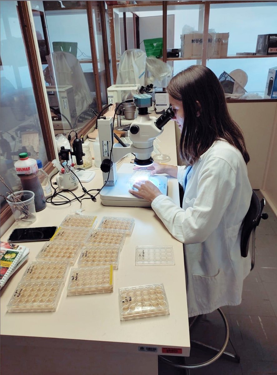 Brazil's apple harvest is almost over. Now, I'm beginning work in the lab to assess the susceptibility of the oriental fruit moth to insecticides. Let's go, there is a lot of work to be done. 
#phdlife