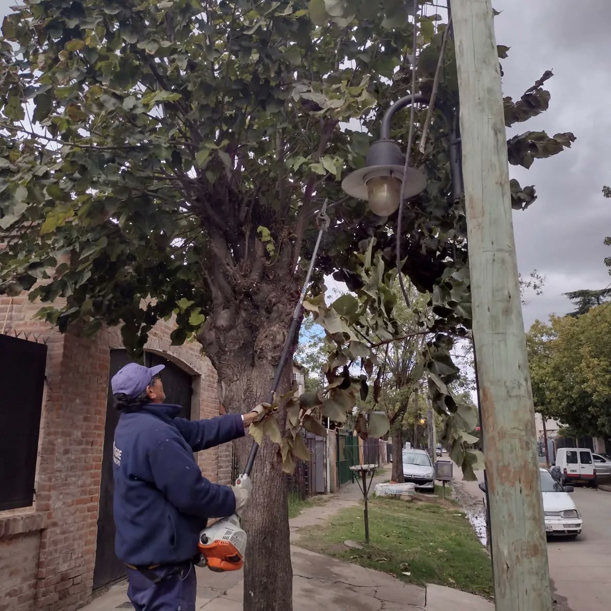 QueLindaMiCiuda's tweet photo. ๐๐๐๐๐๐๐ ๐๐ ๐๐๐๐๐ ๐๐๐๐
Realizamos el despeje preventivo de cerco vivo y luminarias en #TalarCentro
Consultas al โ๏ธ 11 6010 2550
De ๐ 08:00 a 16:00 hs.
#TigreEsMiVida
Julio Zamora https://t.co/A2tt8LkTJN
