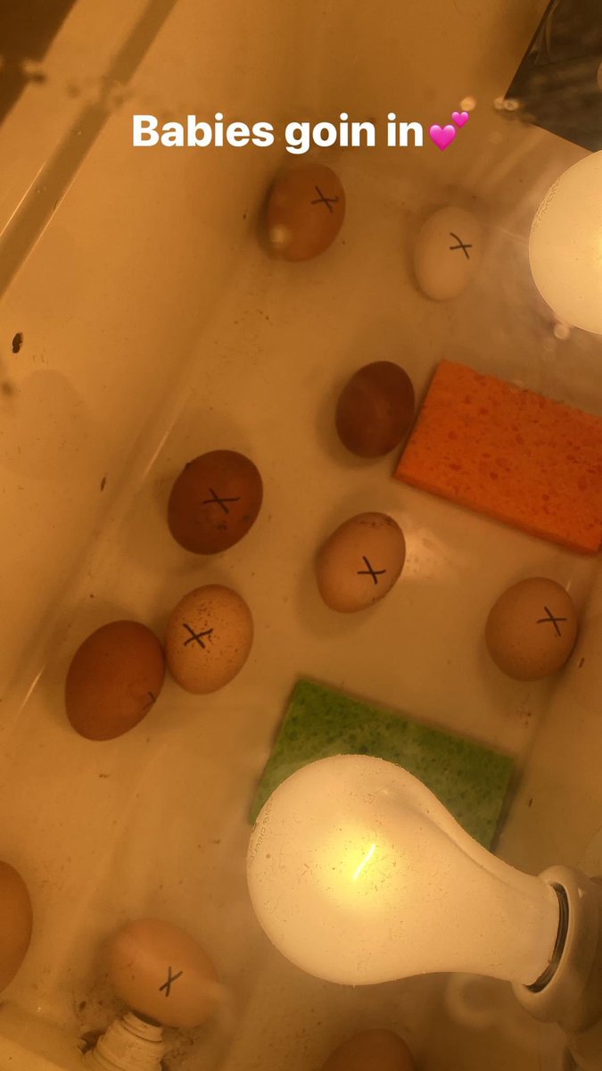 Day one of incubating! 1 of 21! May 11, here we come!