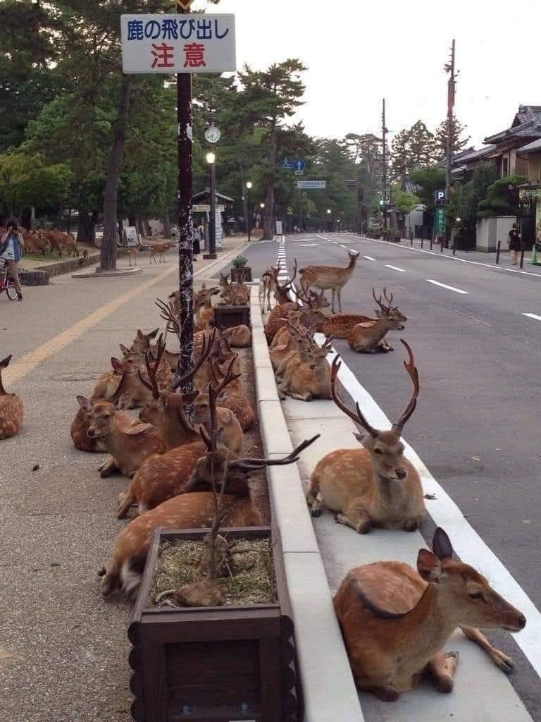 The Japanese city of Nara is renown for its deer.🇯🇵