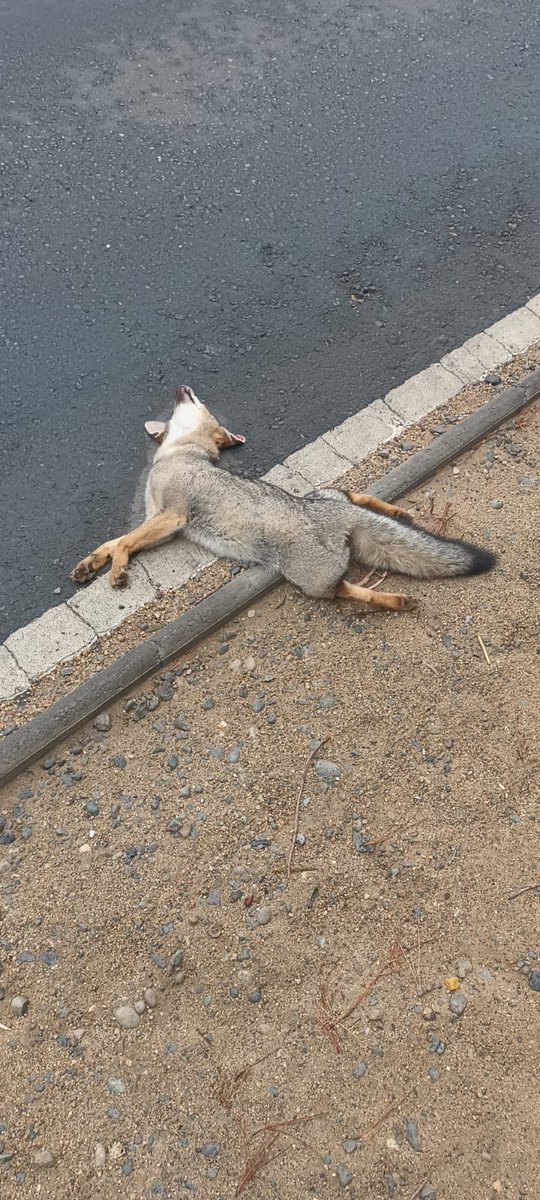 jlbritonativo's tweet photo. Muere un cuarto Zorro Chilla atropellado en la zona, esta vez frente a las Cruces. Hasta cuando y porque no se instalan carteles y  se realizan los atraviesas de fauna en las carreteras chilenas @mop_chile @MOPValparaiso @patrimonio_cl @sagchile @MMAChile @SMA_CL @FImpactada https://t.co/4bk8ygYj3b