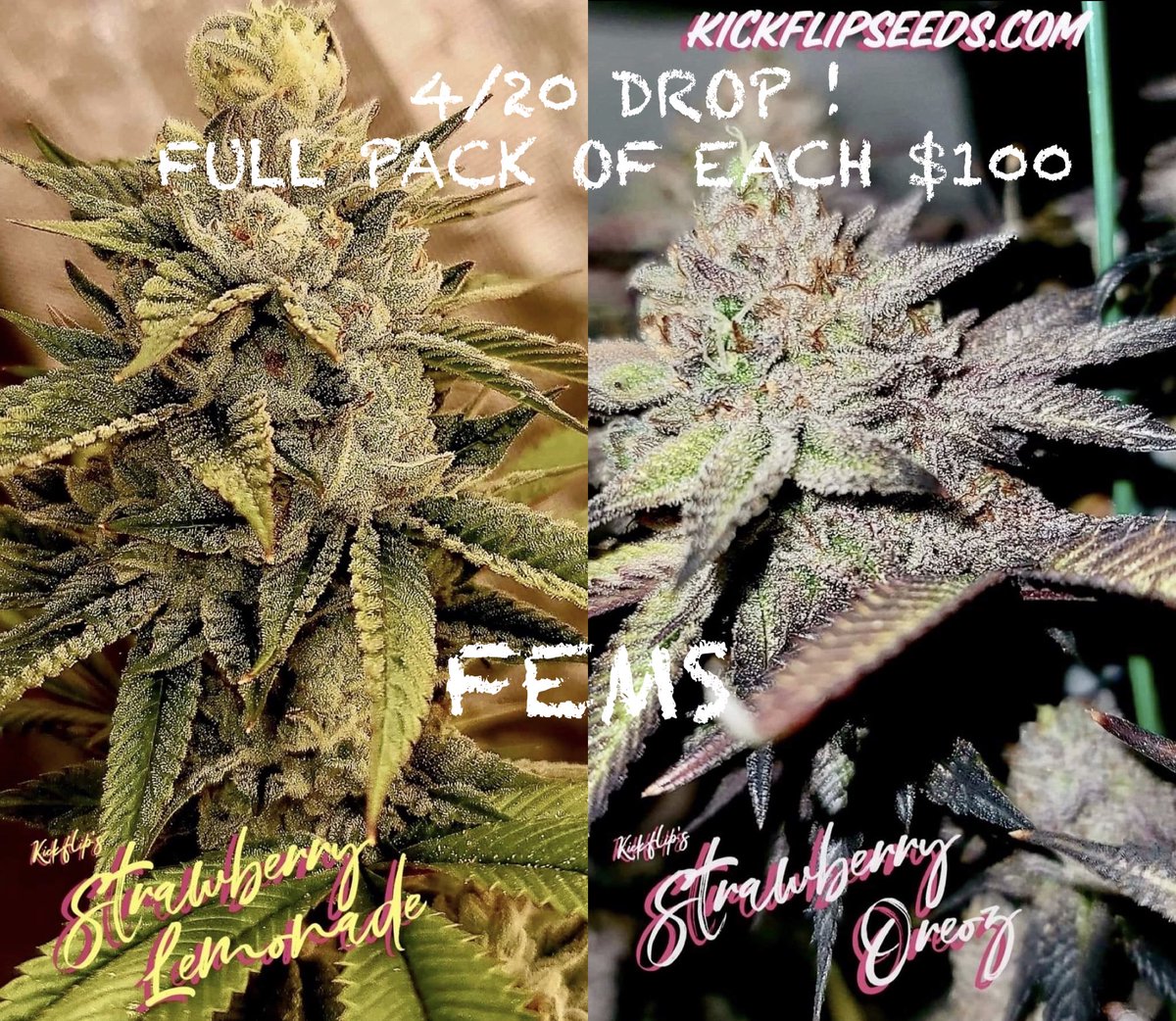 KickflipSeeds.com