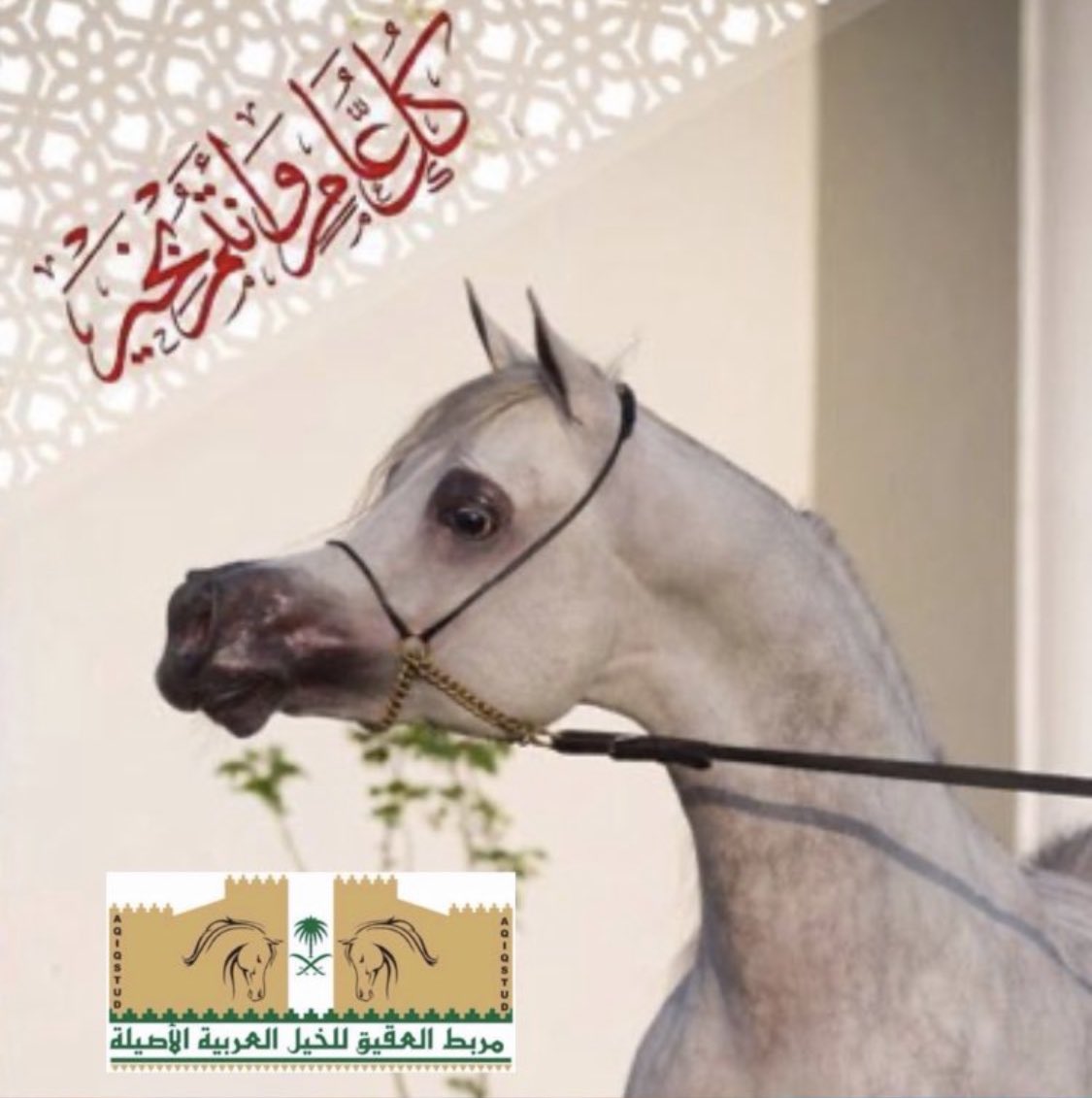 مربط العقيق للخيل العربية الأصيلة tweet media