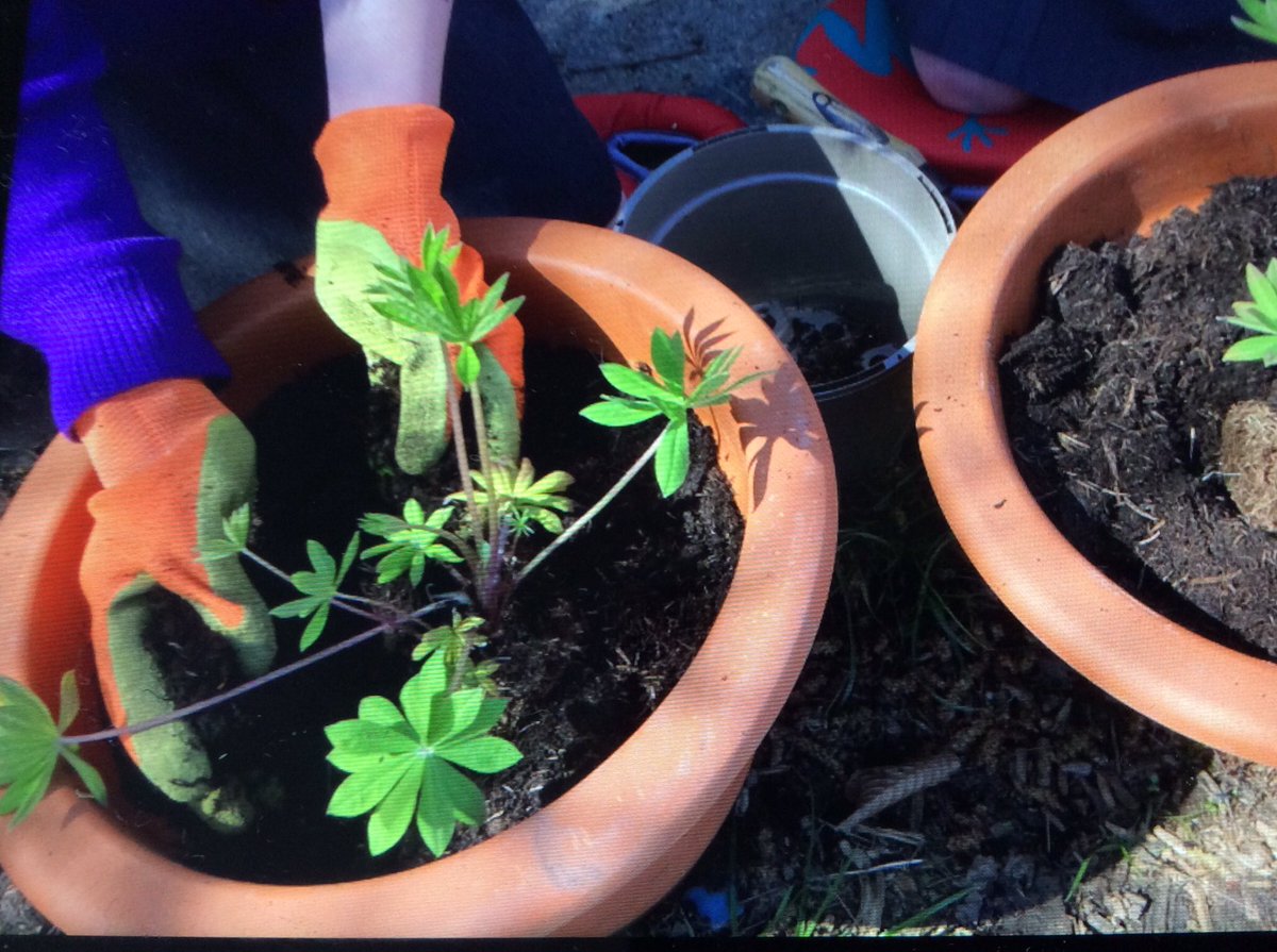 Hall Meadow Primary School tweet media