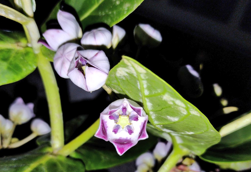 Urvashi69782741's tweet photo. #Calotropis procera
(Commonly known as Aak, Ak, Akra) https://t.co/FzPbmgf7S5
