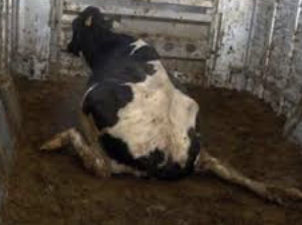 Sherry w/ a whY tweet media