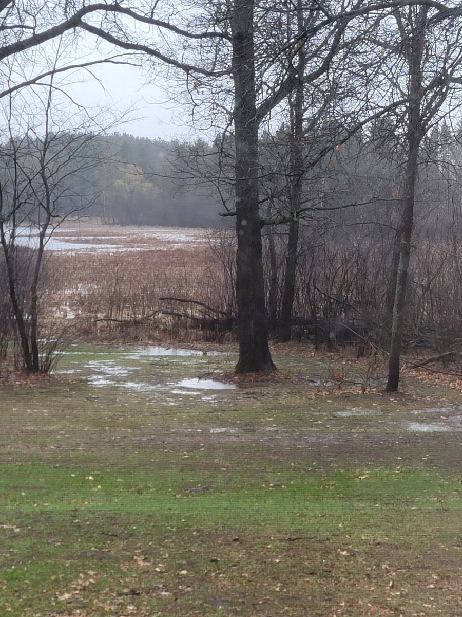 SaralynMN's tweet image. @NWSTwinCities our wildlife lake has only come past the cattails one time since 2008. #springflood Spotter ID Isanti D-33