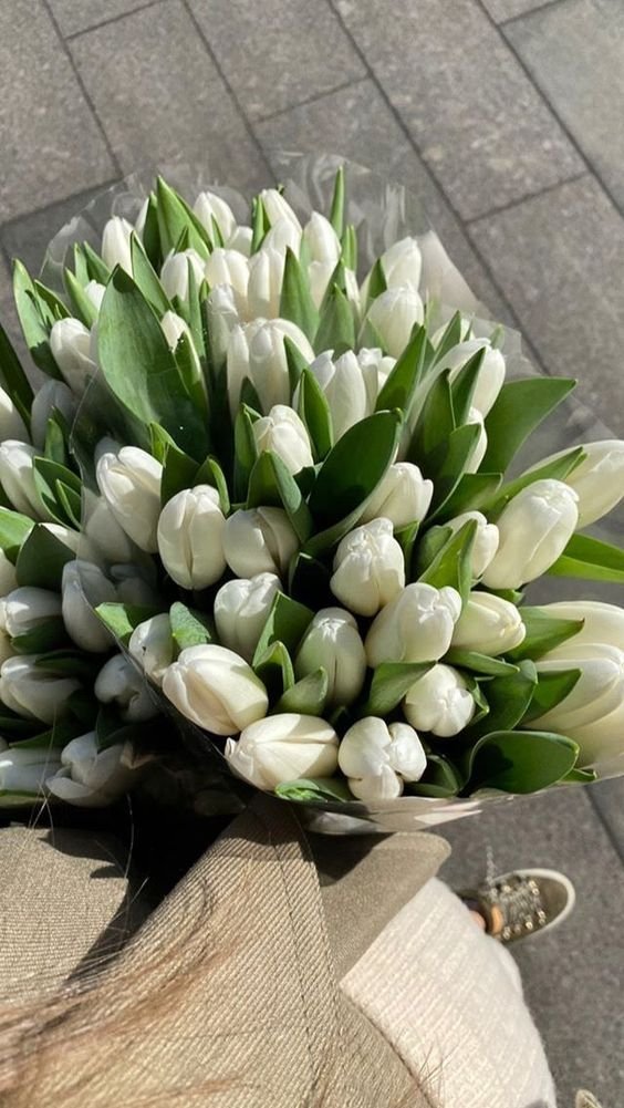 tulipanes blancos🤍