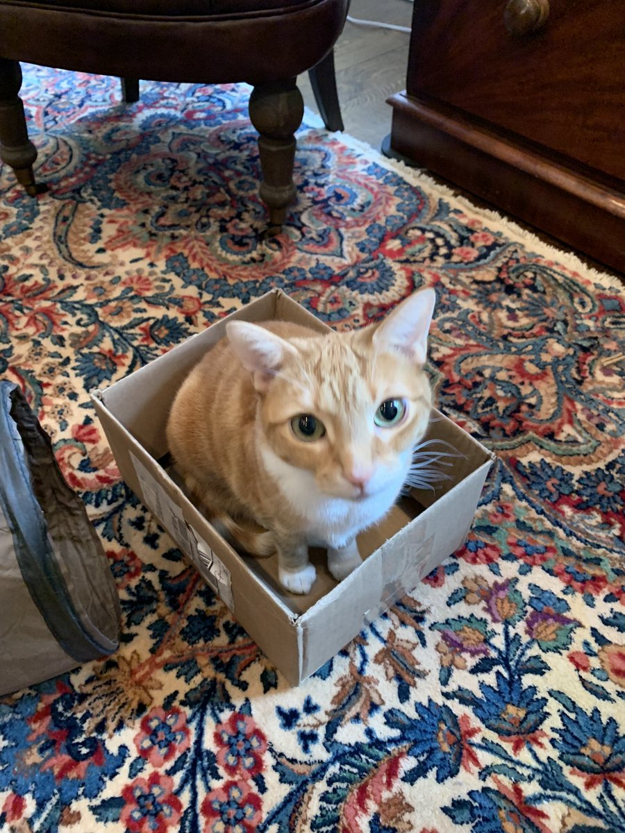 I’m nine! I’m nine! I’m a big cat now, I’m nine!  HAPPY BIRTHDAY TO MEEEEEEEE!  🎉🎂