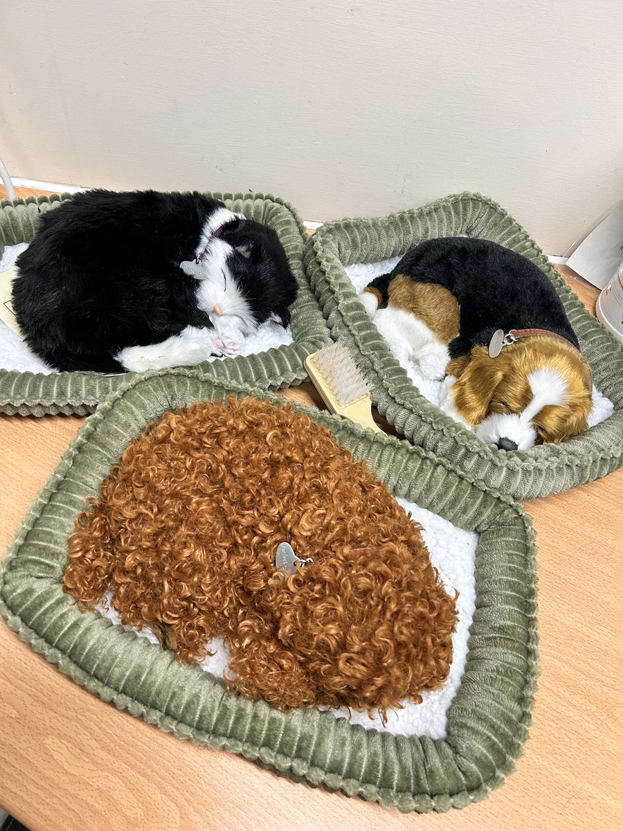 Say hello to <a href="/WardF8CCU/">Ward F8/CCU NCA-TROH 🫀</a> newest recruits! Albeit a little bit furrier than our usual work force but a dam site cuter 😍we have invested in some furry companions for our dementia patients to make them feel a little bit more at home <a href="/kate200707/">kate</a> <a href="/ClaireStott17/">Claire Stott</a>  <a href="/OldhamCO_NHS/">Oldham Care Organisation</a>