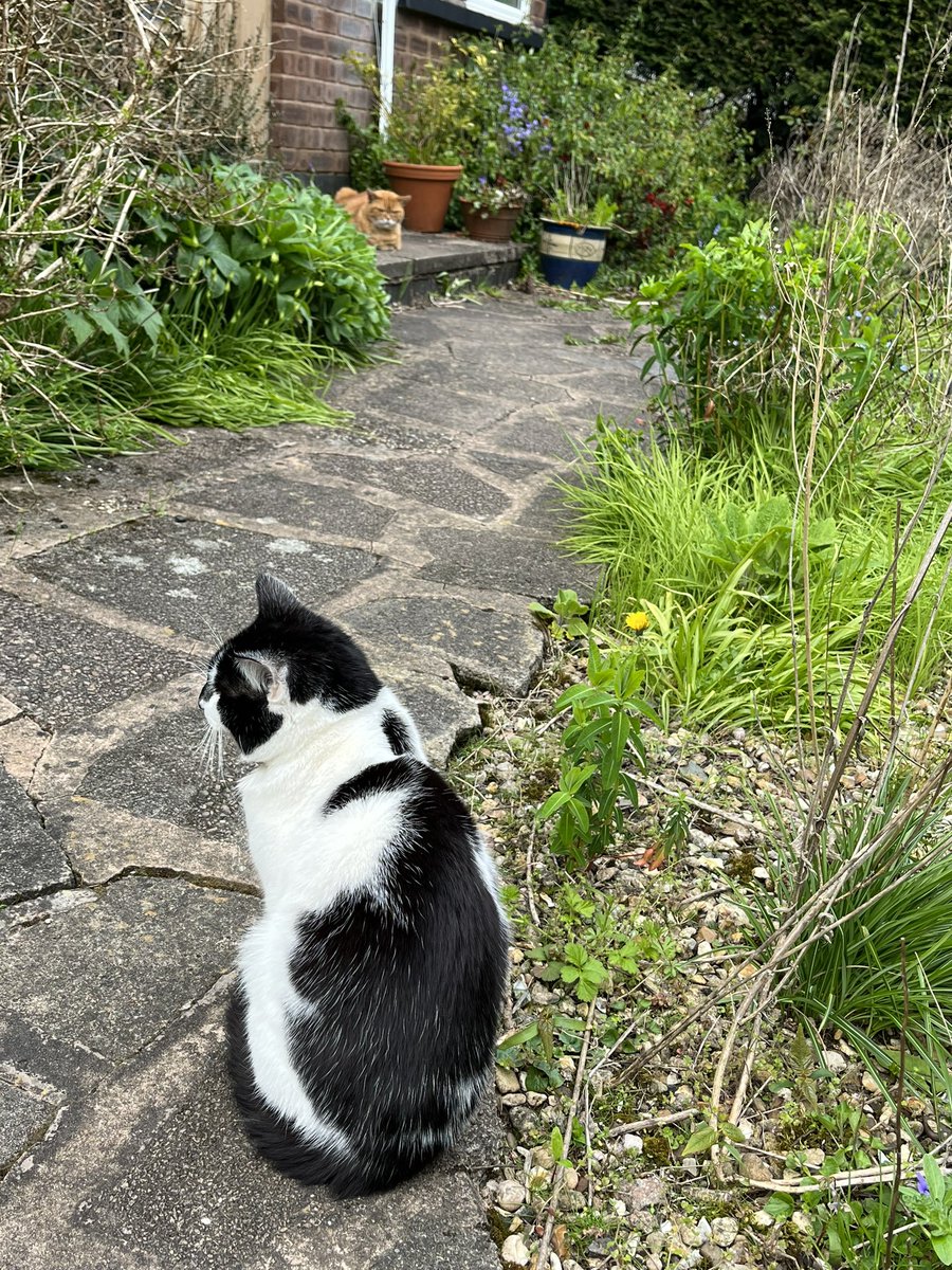 His gingerness is doing his best ‘I spy strangers’ from the front doorstep. Tim will have to work hard to gain his approval #CatsOfTwitter #catsontwitter #newkidontheblock