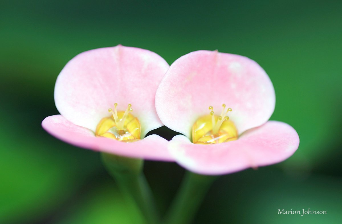 Tropical Flower #closeupshot #tropicalflower #macrophotography