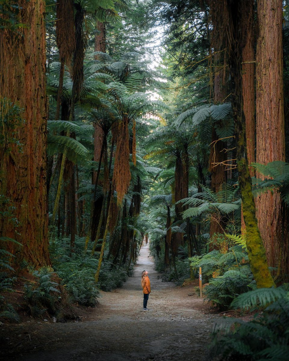 travellazoCOM's tweet photo. Gigantic woods of Sequoia National Park
#NaturalBeauty https://t.co/7bh7Etvx5K
