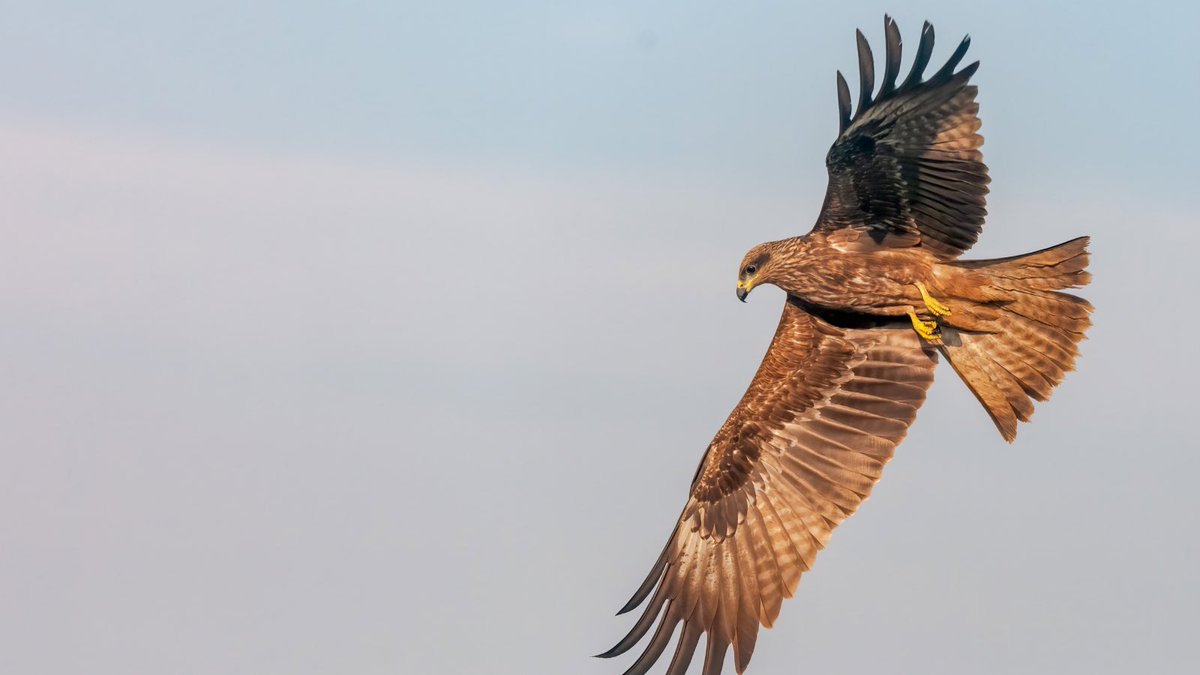 NaturalAnimals's tweet photo. Aïe aïe aïe … 😕
Malgré vos nombreux MP la réponse n’est pas du tout le vautour fauve mais bel et bien le Milan Noir 🦅 https://t.co/8G9wef11Yd