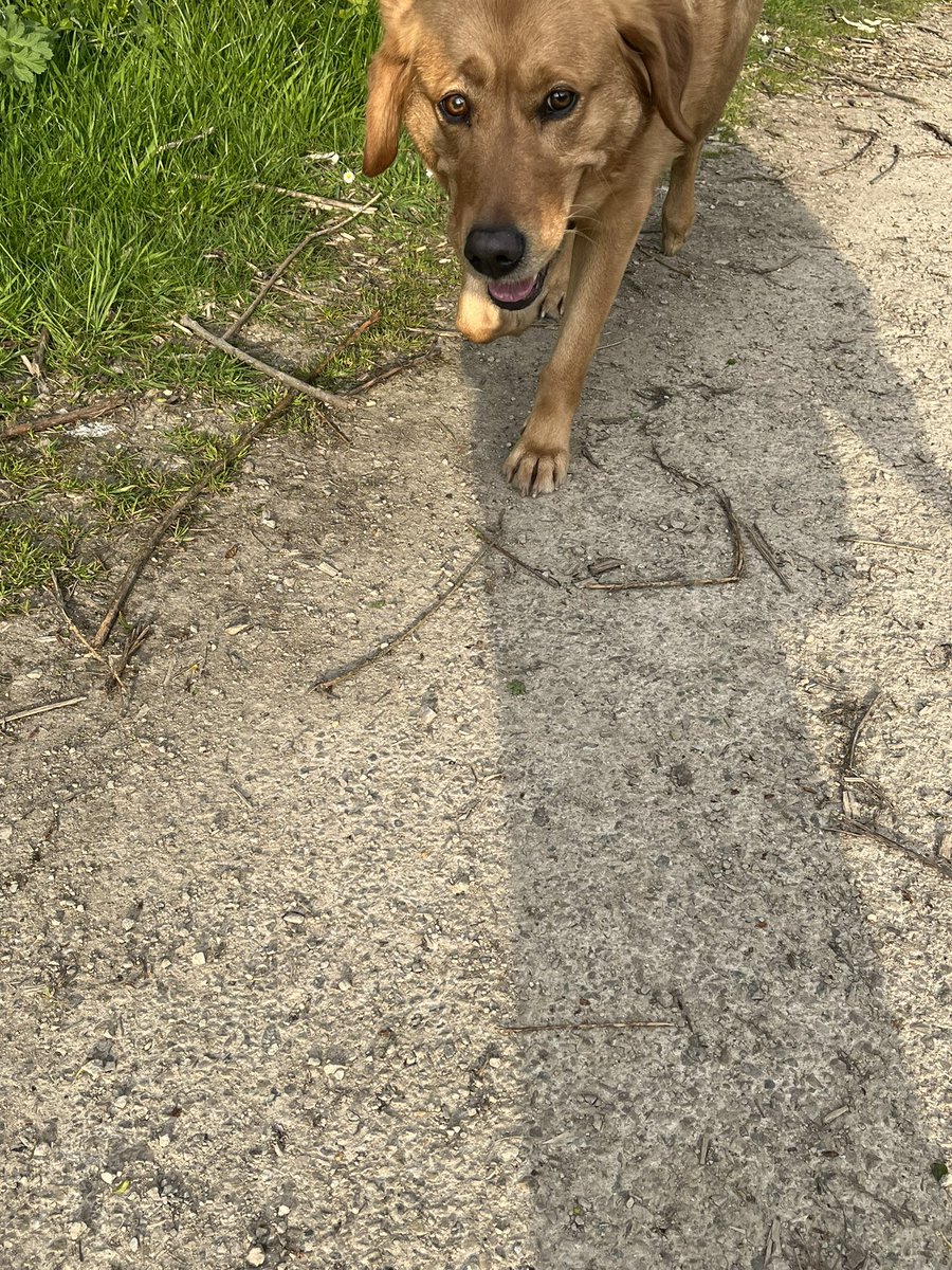 WorkingMummyof1's tweet photo. Last thing I wanted to do after being up since 4am but so glad I did! Such a gorgeous evening for a 🏃‍♀️with the 🦮who is equally happy to be out! https://t.co/tfPsQw2gzt