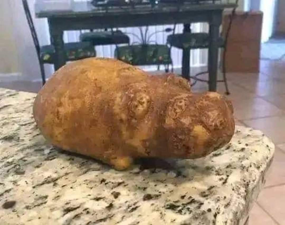 Guarromantico_'s tweet photo. Sé que están haciendo cosas más importantes, pero miren, una hipopapa o un papátamo. https://t.co/fGAsZzbNP4
