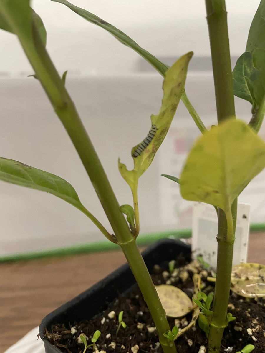 Shannon Hallett (@texashallett) on Twitter photo Excited doesn’t begin to describe how I felt this morning seeing one of our last caterpillars devouring a flower and growing! #thriving #experimentingneverends <a href="/LISDElemScience/">LISD Elem Science</a> <a href="/2ndwithMrsHealy/">Chelsea Healy</a> <a href="/KrisNichols2nd/">KrisNichols2ndgrade</a> Excited doesn’t begin to describe how I felt this morning seeing one of our last caterpillars devouring a flower and growing! #thriving #experimentingneverends <a href="/LISDElemScience/">LISD Elem Science</a> <a href="/2ndwithMrsHealy/">Chelsea Healy</a> <a href="/KrisNichols2nd/">KrisNichols2ndgrade</a>