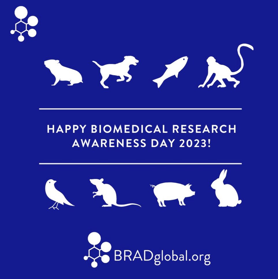 Happy Biomedical Research Awareness Day (BRAD)! On #BRAD2023 we celebrate biomedical research and the role of animals in helping discover causes, preventions, treatments, and cures that improve human and animal health worldwide. #animalresearchsaveslives bradglobal.org