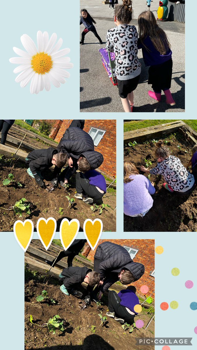 QuayAcademy's tweet photo. How could we celebrate such amazing news? By preparing some flower beds for bedding plants and planting out some purple stem broccoli of course!#teamquay @QuayPrincipal @QuayVP @DRETnews @Dret_Enrichment @RHSSchools @The_RHS https://t.co/wSR6QXD6OW