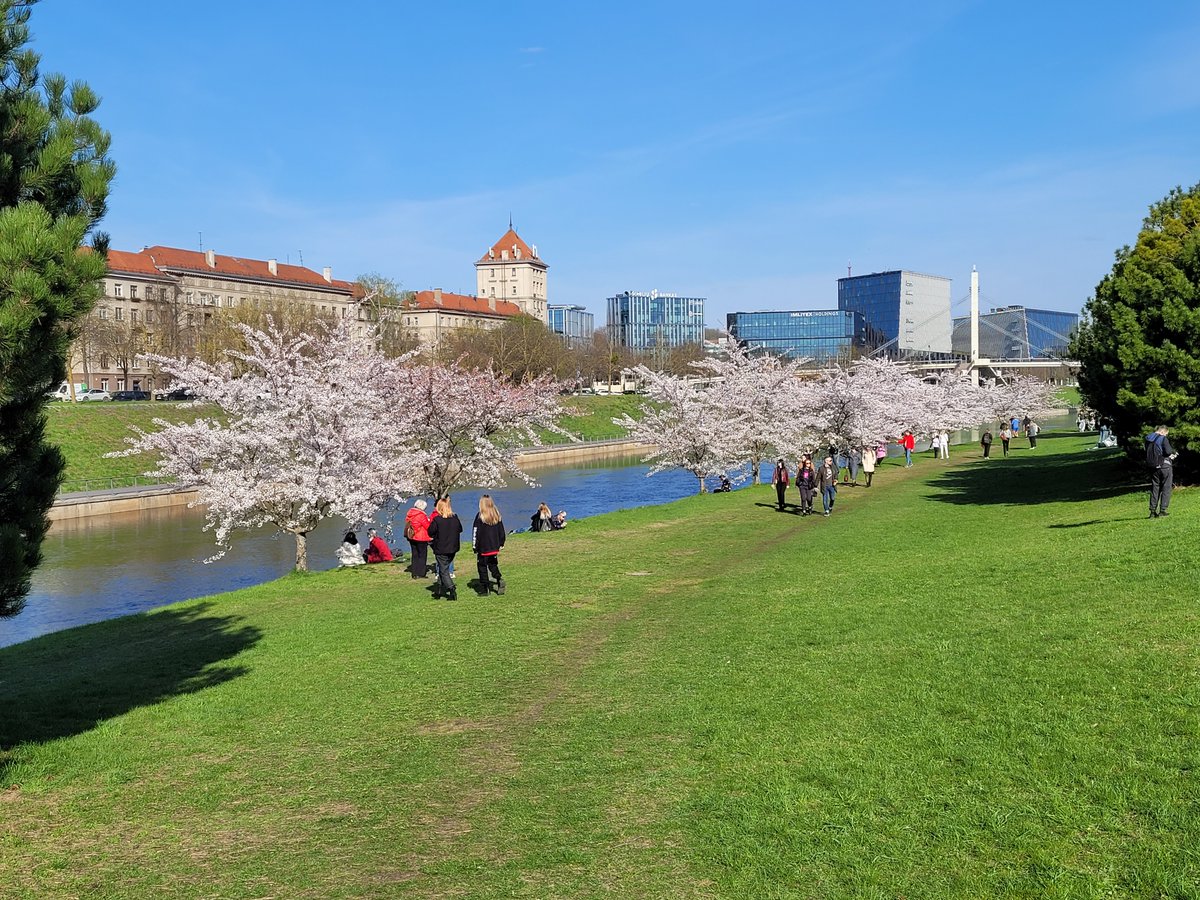 present_inn's tweet photo. Noticed the sign of the spring. Cherry blossoms blooming on Nemunas river Island.
#FourCornerPrecisionCrop #FromWhereIStand #MobileMag #StrideBy #Twitch #Twitchstreamers https://t.co/n9IAAYuh5J