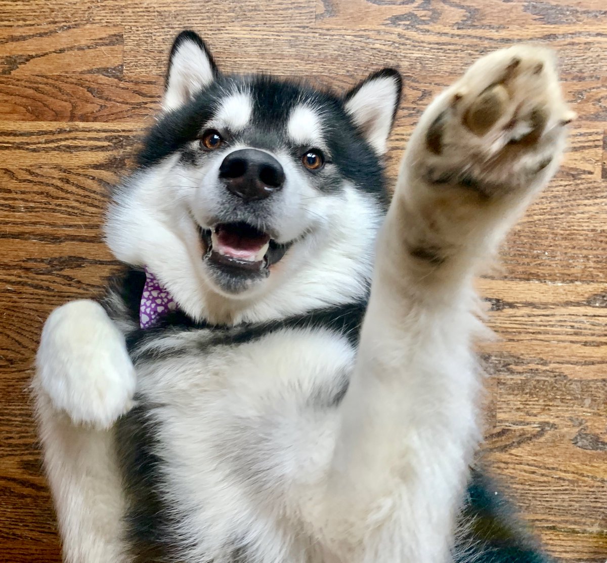 UWAthletics's tweet photo. Good boy @DubsUW wants to make sure you get a high five on #NationalHighFiveDay https://t.co/1XtELlsFDV