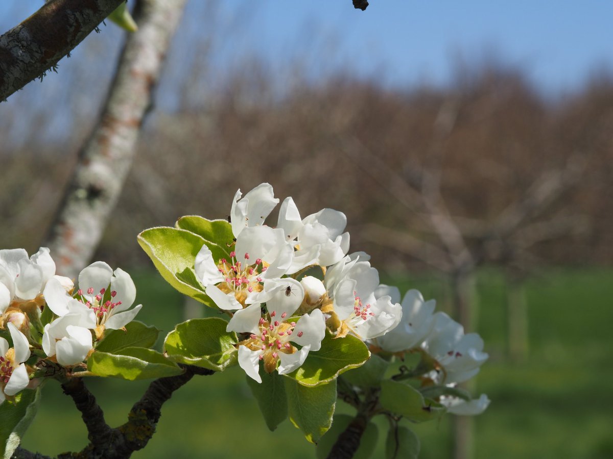 DarrenVenables's tweet photo. Pear 🍐 Blossoms 🌸 in the orchards today 🌞🐝 @chewtonglen 
#nature #environment #bee #garden #sunshine #fruit https://t.co/vmtHix5L4T