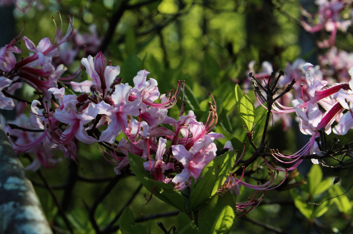 Mr. Nance tweet media