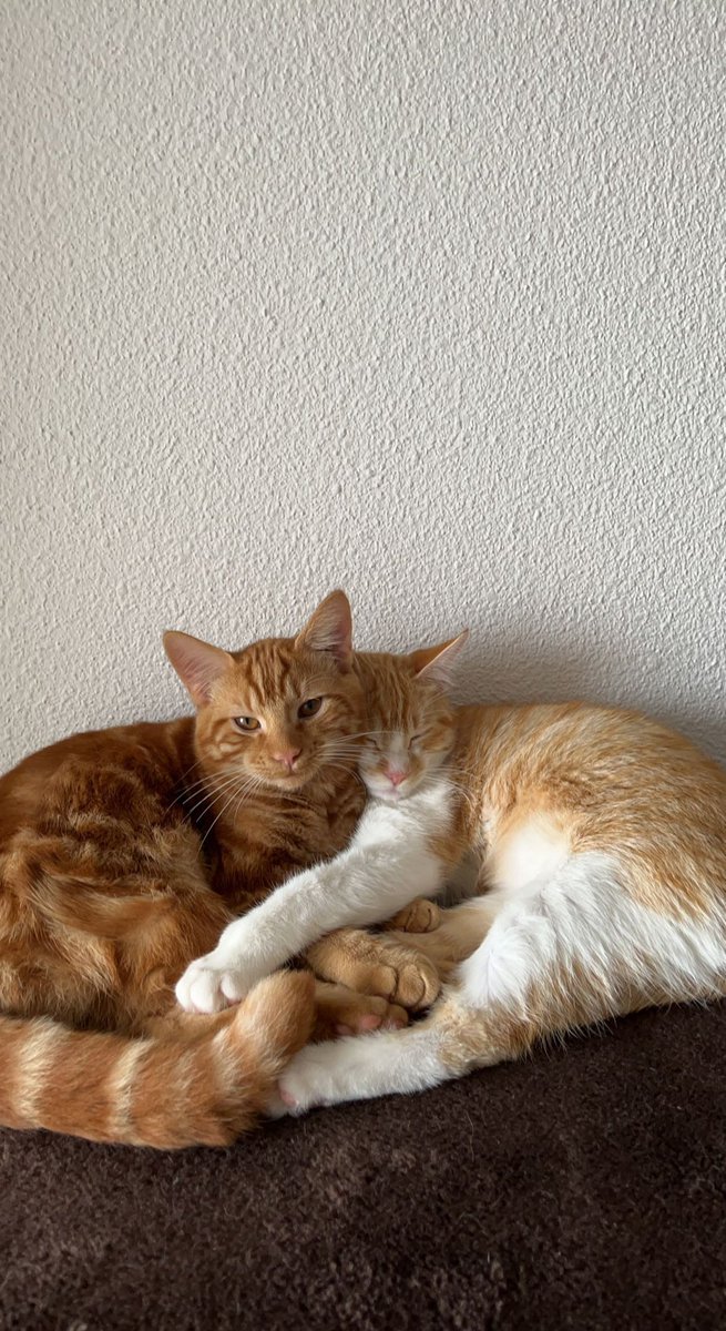 elinaldc's tweet photo. @elbrdd les ptits + de mon bébé, il sait s’asseoir, faire le beau et tourner 🥰 https://t.co/EbLu8GS1eP