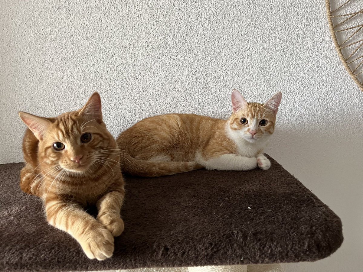 elinaldc's tweet photo. @elbrdd les ptits + de mon bébé, il sait s’asseoir, faire le beau et tourner 🥰 https://t.co/EbLu8GS1eP