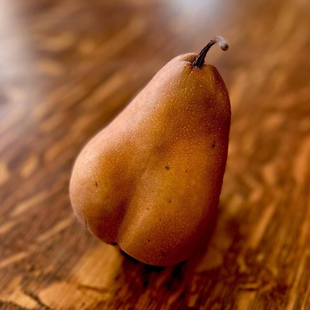 ddonoughe's tweet photo. This Bosc pear has such a familiar shape. 
#sexyfruit 
#fruitphotography 
#iphonephotography 
#portraitmode https://t.co/NK5vV4TXRo https://t.co/HVVsydhBoj
