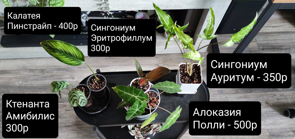 Kit (Ryu) 🐅 tweet media