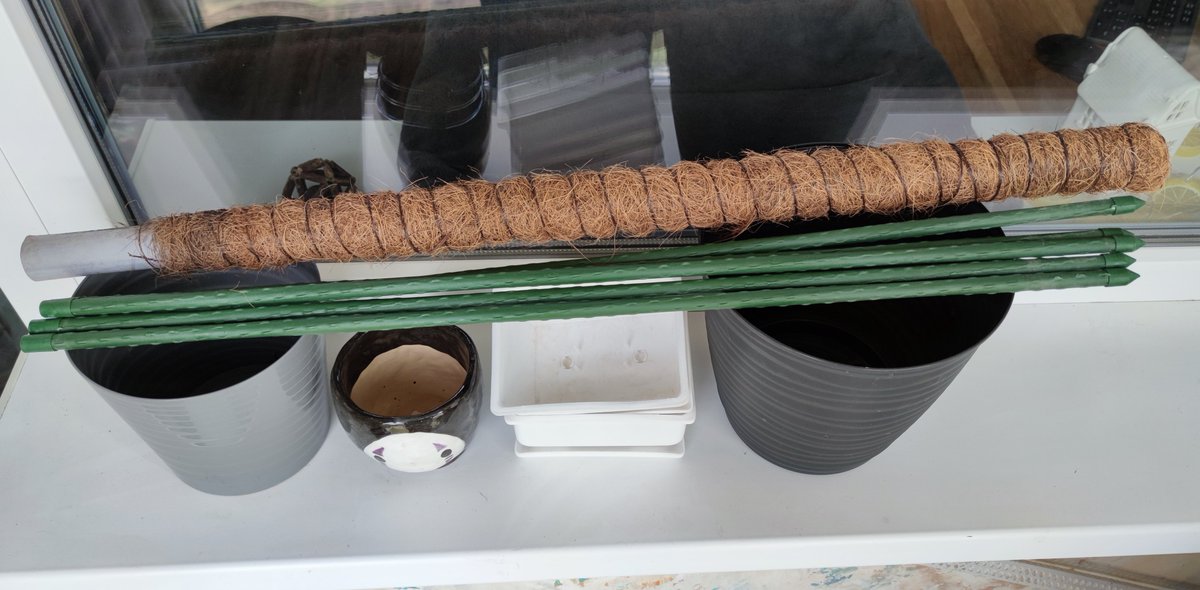 Kit (Ryu) 🐅 tweet media