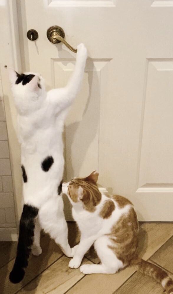 Two missing cats in North Yorkshire!

Both male cats have been missing from the Nesfield, Ilkley area (LS29) for about 4 weeks now. 

If you have any info, please contact us on 01943 873147

#cats