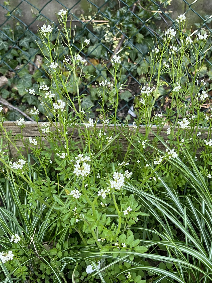 MissSpenceBF's tweet photo. In science this term, we are learning about the different seasons. Today, we went outside to find signs of spring. @HeadBeechfield @BFS_Watford @MissLappageBF https://t.co/QejgXojcI7
