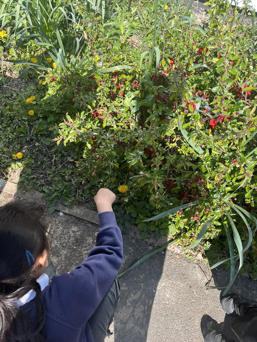 MissSpenceBF's tweet photo. In science this term, we are learning about the different seasons. Today, we went outside to find signs of spring. @HeadBeechfield @BFS_Watford @MissLappageBF https://t.co/QejgXojcI7