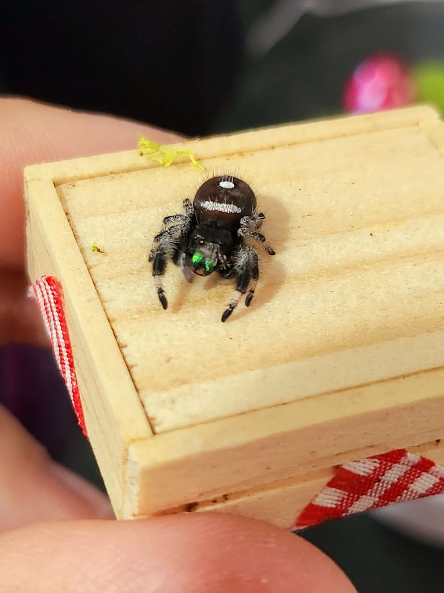 Cute_PurpleRose's tweet photo. Blue grooming himself! Look at those pretty lil' fangs! 🥰💙🕷🕸 #JumpingSpider #Spood #Bluethespider https://t.co/DXajrolP84