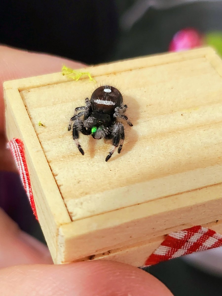 Cute_PurpleRose's tweet photo. Blue grooming himself! Look at those pretty lil' fangs! 🥰💙🕷🕸 #JumpingSpider #Spood #Bluethespider https://t.co/DXajrolP84