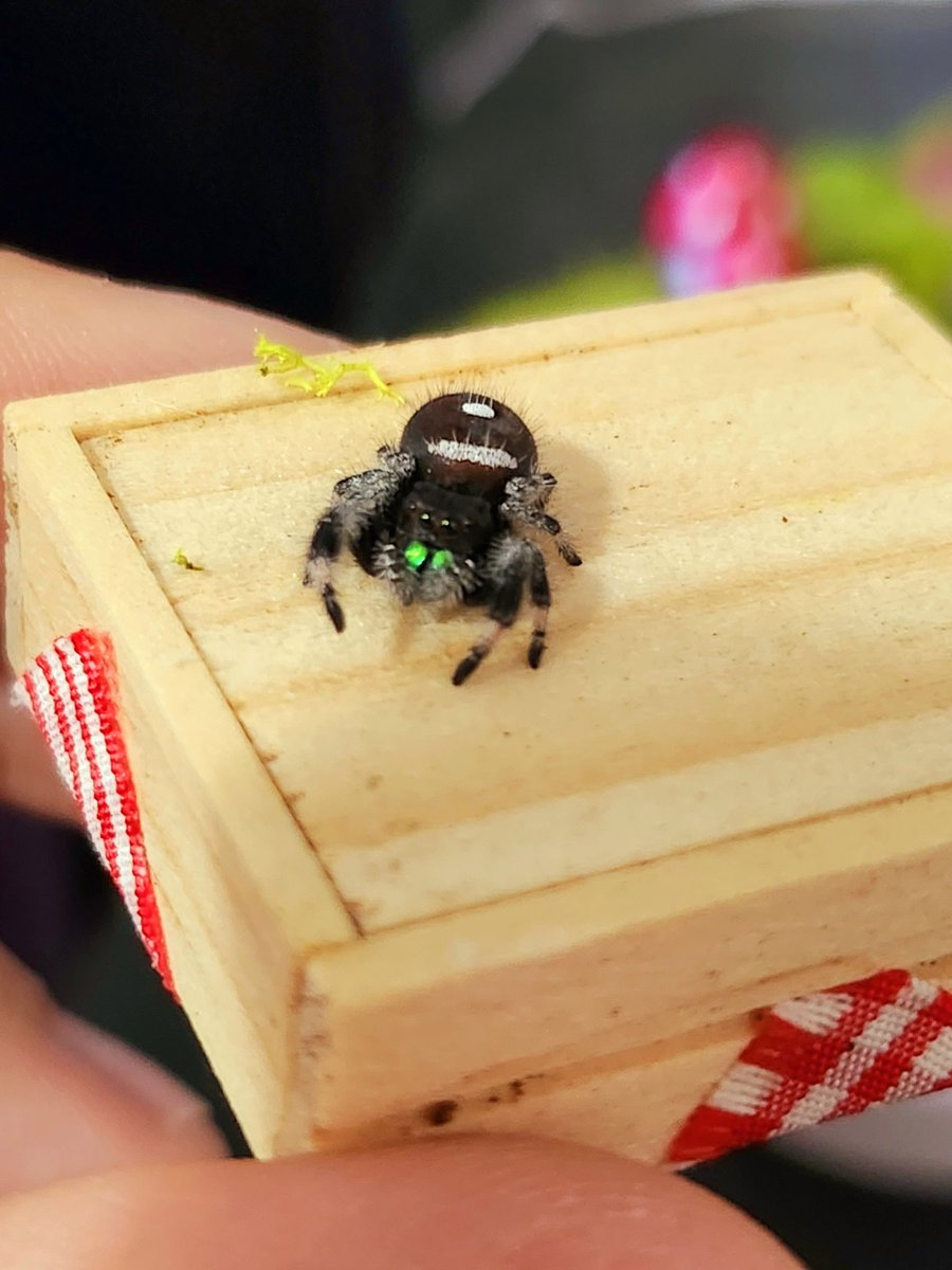 Cute_PurpleRose's tweet photo. Blue grooming himself! Look at those pretty lil' fangs! 🥰💙🕷🕸 #JumpingSpider #Spood #Bluethespider https://t.co/DXajrolP84