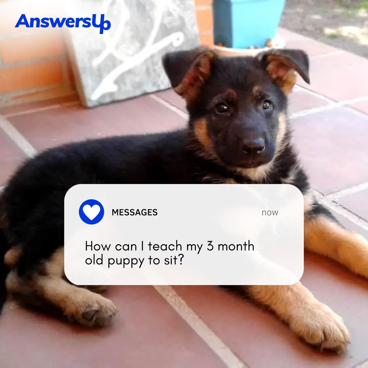 AnswersUp's tweet photo. How can I teach my 3 month old puppy to sit?
.
Sit, Stay, Learn! Teaching your 3-month-old puppy to sit has never been easier.
.
Tune in to answer up and discover how!
.
#Answerup #training #sit #stay #sitstay #sitcommand #dogtraining https://t.co/kbHhJNF2lq