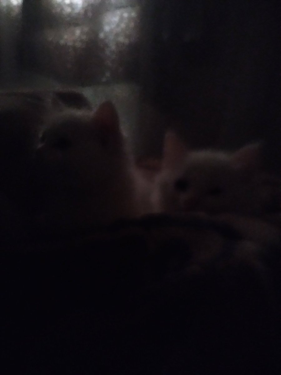 ku19_86's tweet photo. هدية نوني 🐈🐈😢 https://t.co/ks0Ol1VvF5